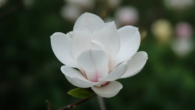 Little Gem Magnolia