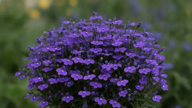 Lilac Lobelia