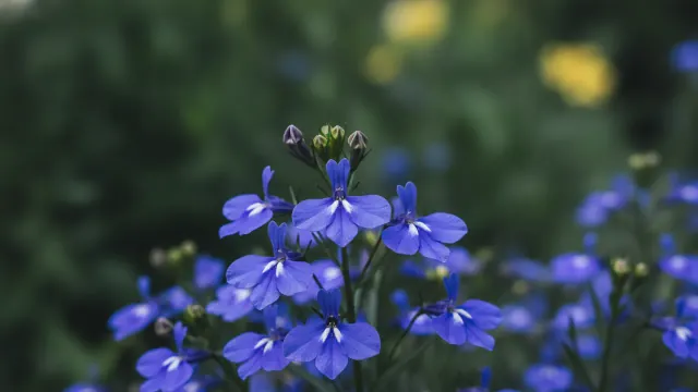 Lobelia