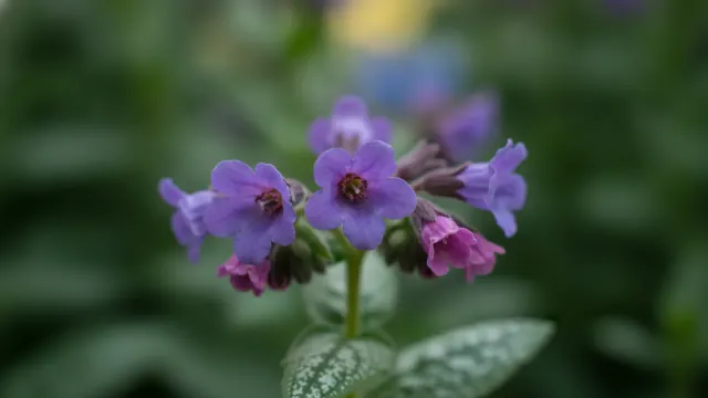 Lungwort