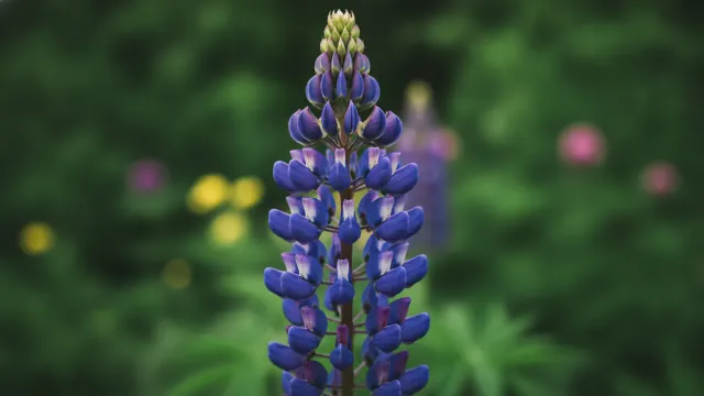 Lupine