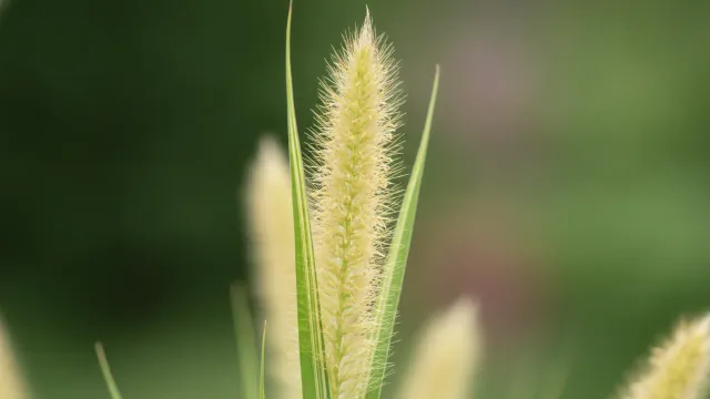 Zebra Grass