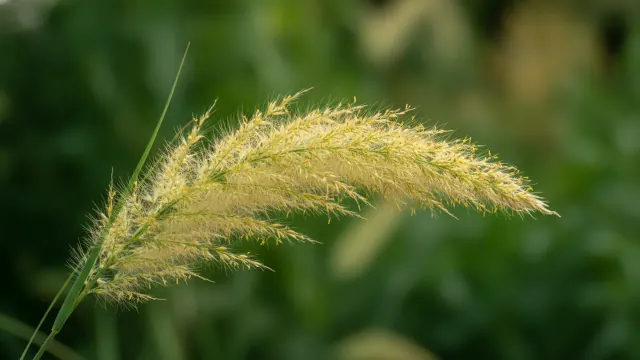 Maiden Grass