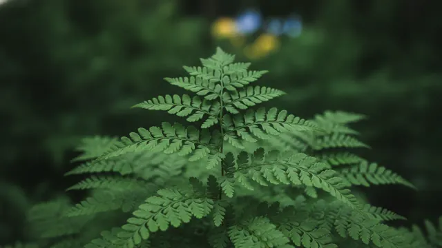 Maidenhair Fern