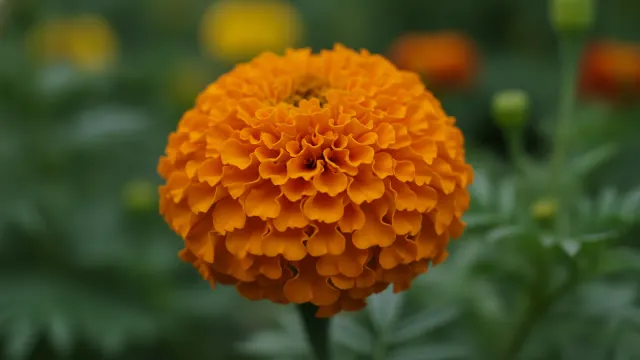 African Marigold