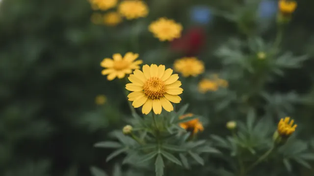 Lemon Gem