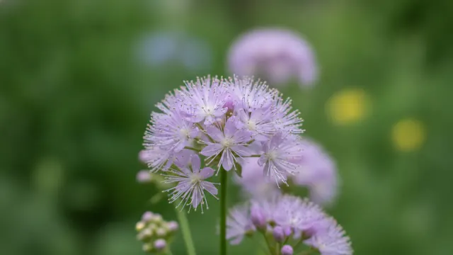 Meadow Rue
