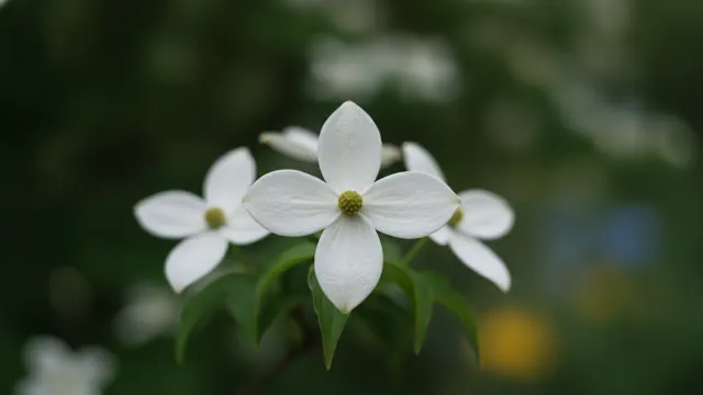 Milky Way Kousa