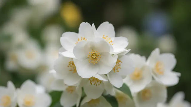 Mock Orange