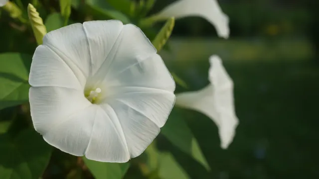 Moonflower