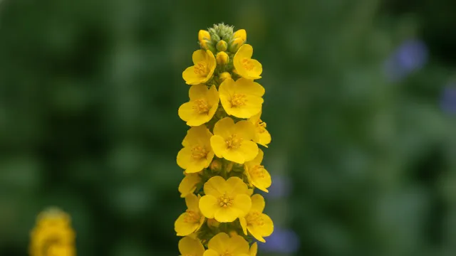 Mullein