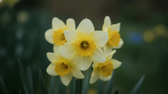 Cheerfulness