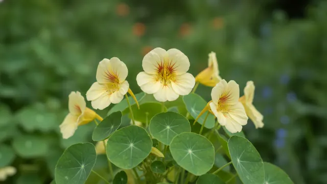 Cream Nasturtium