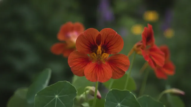Mahogany Nasturtium