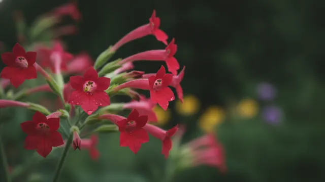 Red Flowering Tobacco