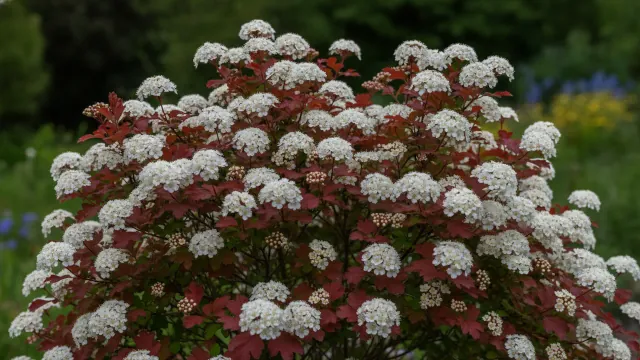 Ninebark