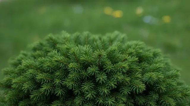 Bird's Nest Spruce
