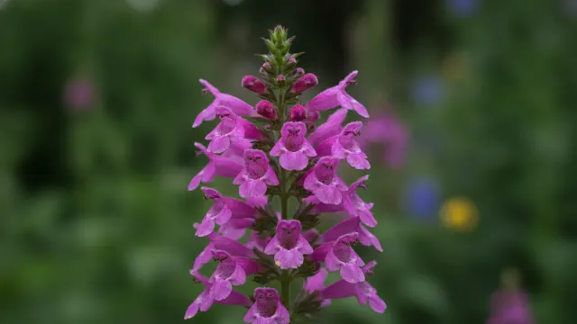 Obedient Plant