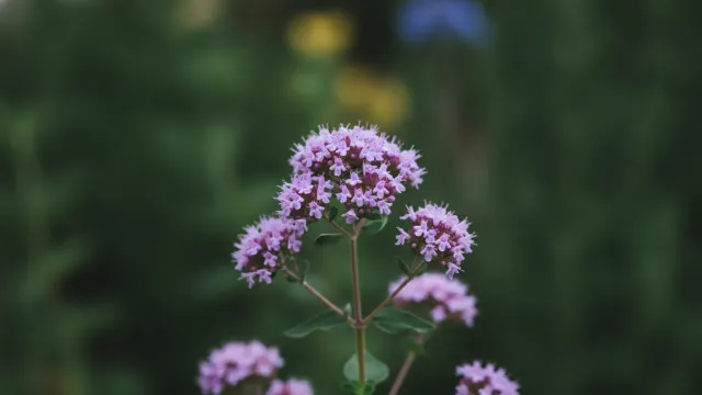 Oregano