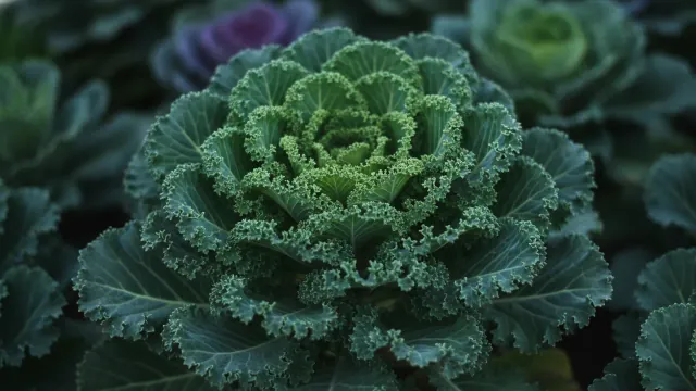 Ornamental Kale