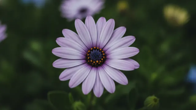 Lavender African Daisy