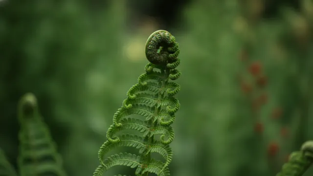 Ostrich Fern