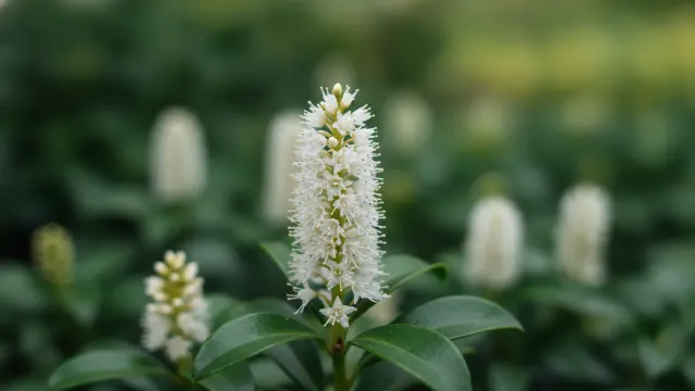 Pachysandra