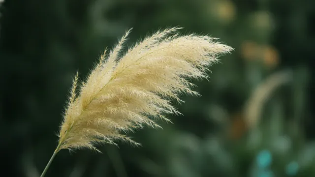 Pampas Grass
