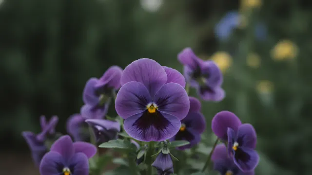 Pansy
