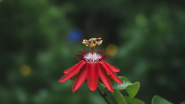 Red Passionflower
