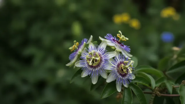 Passionflower