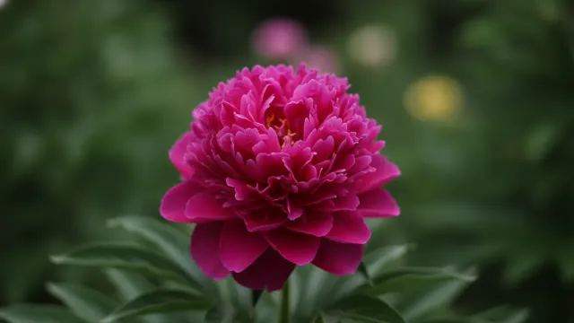 Peony