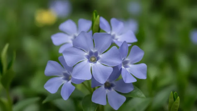 Periwinkle