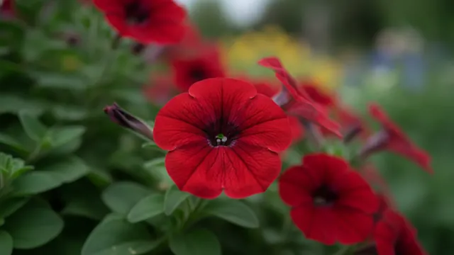 Red Petunia