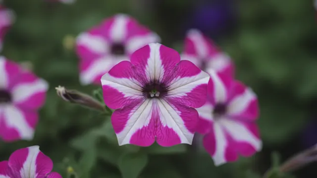 Star Petunia