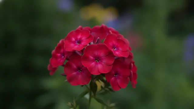 Coral Flame