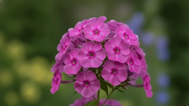 Garden Phlox