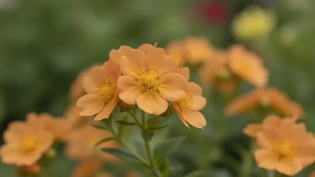 Mango Tango