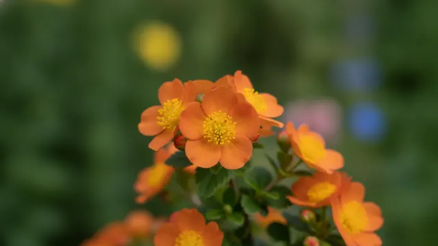 Tangerine