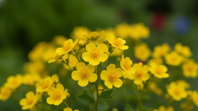 Potentilla