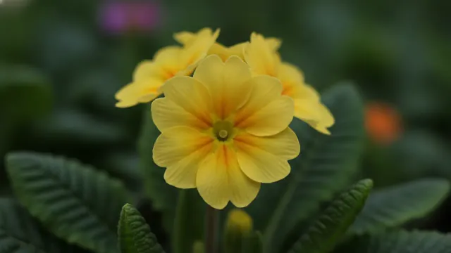 Primrose