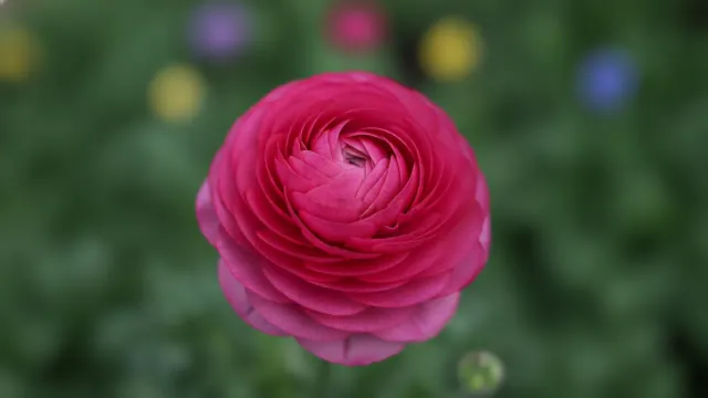 Pink Ranunculus