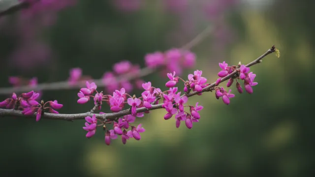 Eastern Redbud
