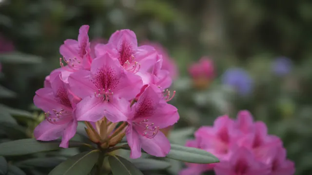 English Roseum