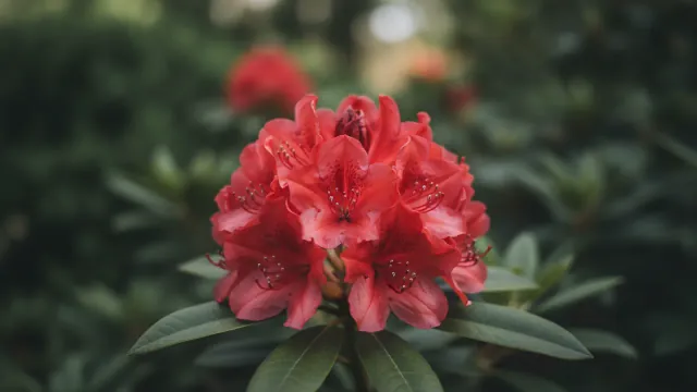 Nova Zembla