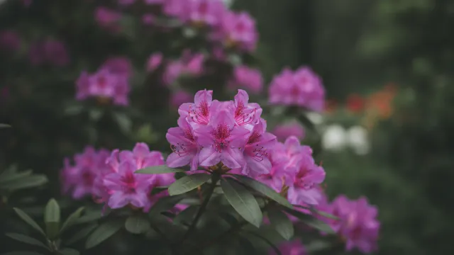 Rhododendron
