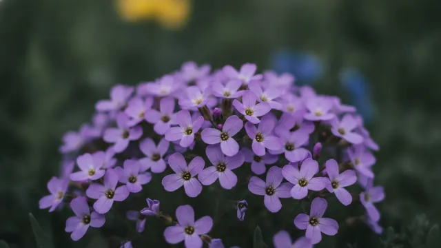Rock Cress