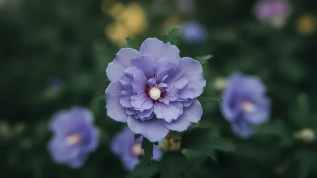 Blue Chiffon