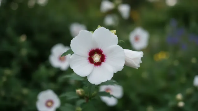 Helene