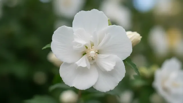 White Chiffon